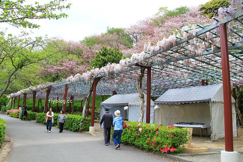 【日本靜岡】藤枝蓮華寺池公園~以花、水、鳥為主題的自然公園，有櫻花、荷花、杜鵑和紫藤花&hellip;等不同花卉，分享4/26紫藤花的最新花況 @飛天璇的口袋