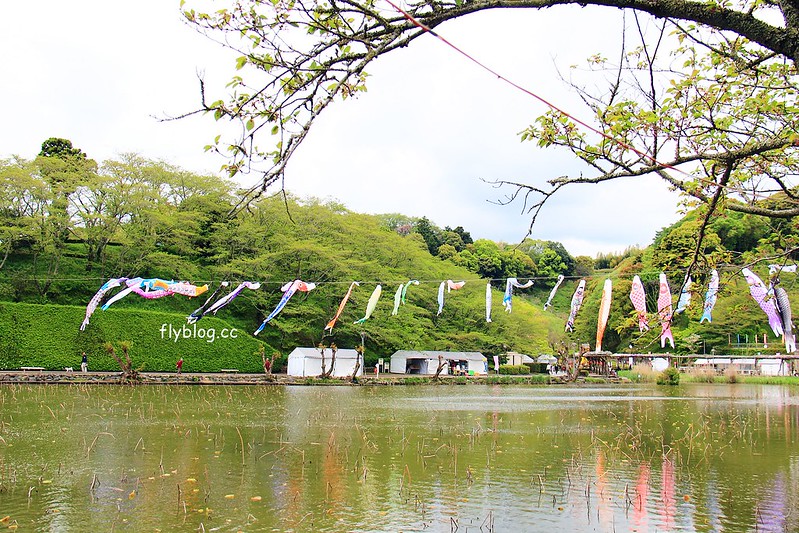 【日本靜岡】藤枝蓮華寺池公園~以花、水、鳥為主題的自然公園，有櫻花、荷花、杜鵑和紫藤花&hellip;等不同花卉，分享4/26紫藤花的最新花況 @飛天璇的口袋