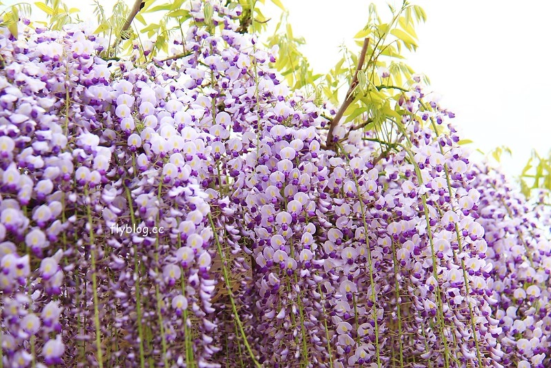 【日本靜岡】藤枝蓮華寺池公園~以花、水、鳥為主題的自然公園，有櫻花、荷花、杜鵑和紫藤花&hellip;等不同花卉，分享4/26紫藤花的最新花況 @飛天璇的口袋