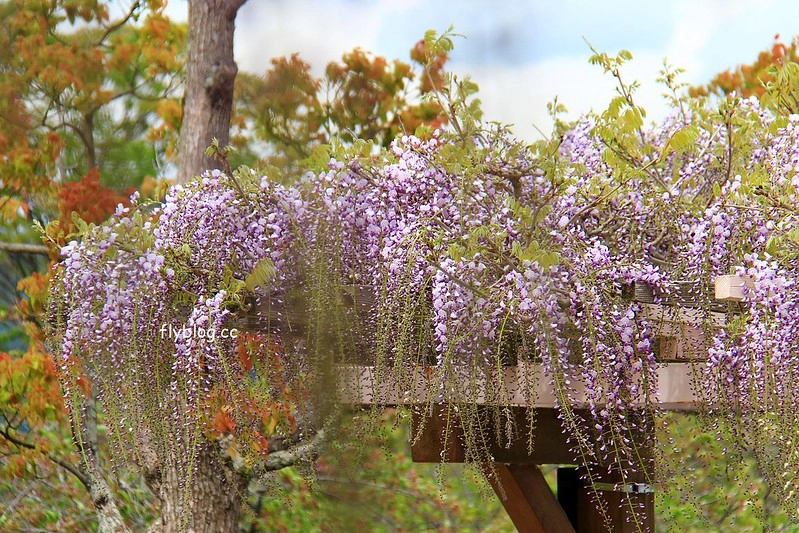 【日本靜岡】藤枝蓮華寺池公園~以花、水、鳥為主題的自然公園，有櫻花、荷花、杜鵑和紫藤花&hellip;等不同花卉，分享4/26紫藤花的最新花況 @飛天璇的口袋