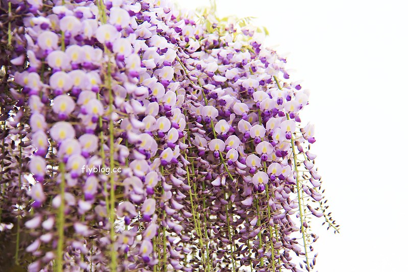 【日本靜岡】藤枝蓮華寺池公園~以花、水、鳥為主題的自然公園，有櫻花、荷花、杜鵑和紫藤花&hellip;等不同花卉，分享4/26紫藤花的最新花況 @飛天璇的口袋