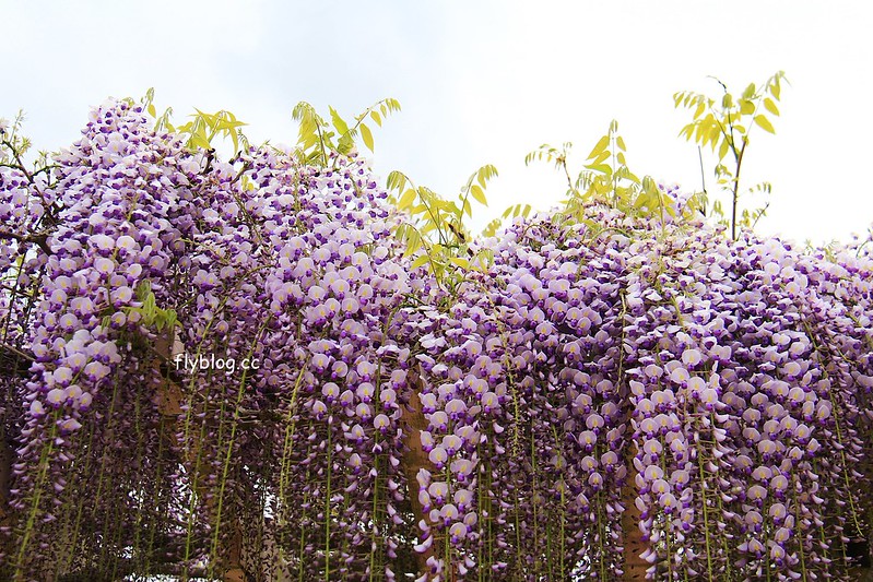 【日本靜岡】藤枝蓮華寺池公園~以花、水、鳥為主題的自然公園，有櫻花、荷花、杜鵑和紫藤花&hellip;等不同花卉，分享4/26紫藤花的最新花況 @飛天璇的口袋