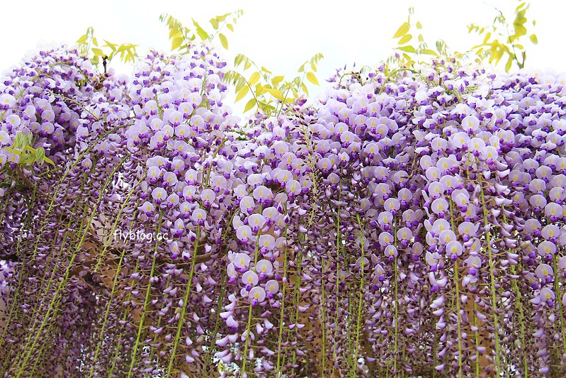 【日本靜岡】藤枝蓮華寺池公園~以花、水、鳥為主題的自然公園，有櫻花、荷花、杜鵑和紫藤花&hellip;等不同花卉，分享4/26紫藤花的最新花況 @飛天璇的口袋