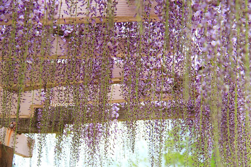 【日本靜岡】藤枝蓮華寺池公園~以花、水、鳥為主題的自然公園，有櫻花、荷花、杜鵑和紫藤花&hellip;等不同花卉，分享4/26紫藤花的最新花況 @飛天璇的口袋
