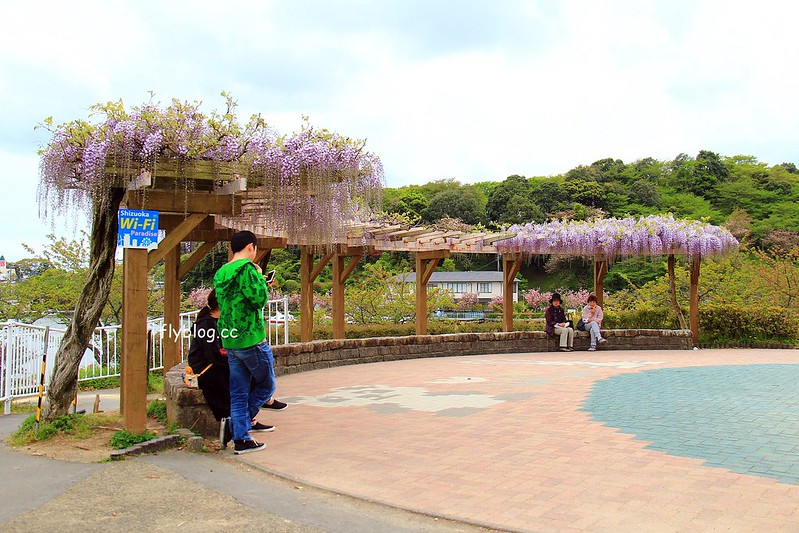 【日本靜岡】藤枝蓮華寺池公園~以花、水、鳥為主題的自然公園，有櫻花、荷花、杜鵑和紫藤花&hellip;等不同花卉，分享4/26紫藤花的最新花況 @飛天璇的口袋