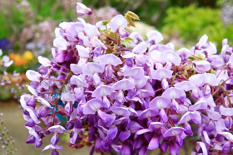 【日本靜岡】藤枝蓮華寺池公園~以花、水、鳥為主題的自然公園，有櫻花、荷花、杜鵑和紫藤花&hellip;等不同花卉，分享4/26紫藤花的最新花況 @飛天璇的口袋
