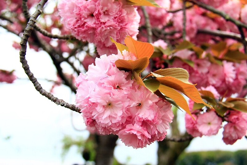 【日本靜岡】藤枝蓮華寺池公園~以花、水、鳥為主題的自然公園，有櫻花、荷花、杜鵑和紫藤花&hellip;等不同花卉，分享4/26紫藤花的最新花況 @飛天璇的口袋