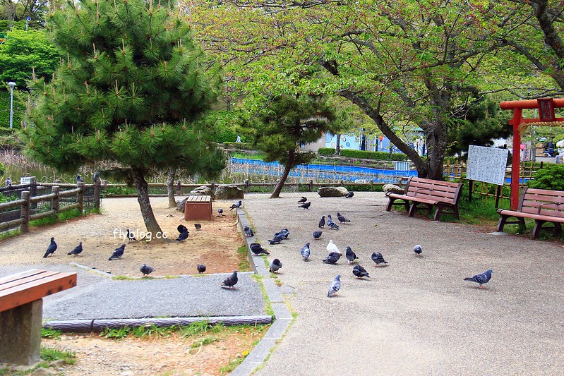 【日本靜岡】藤枝蓮華寺池公園~以花、水、鳥為主題的自然公園，有櫻花、荷花、杜鵑和紫藤花&hellip;等不同花卉，分享4/26紫藤花的最新花況 @飛天璇的口袋