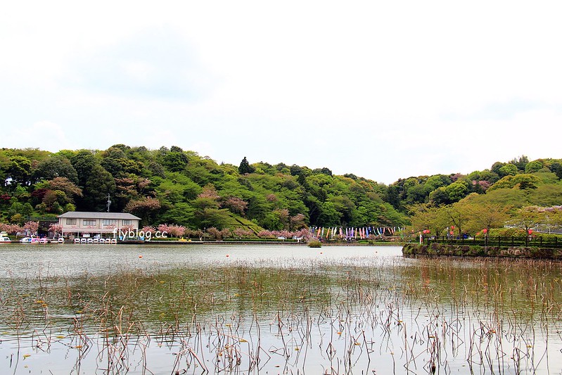 【日本靜岡】藤枝蓮華寺池公園~以花、水、鳥為主題的自然公園，有櫻花、荷花、杜鵑和紫藤花&hellip;等不同花卉，分享4/26紫藤花的最新花況 @飛天璇的口袋
