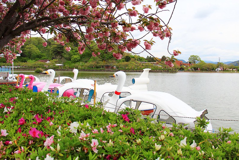 【日本靜岡】藤枝蓮華寺池公園~以花、水、鳥為主題的自然公園，有櫻花、荷花、杜鵑和紫藤花&hellip;等不同花卉，分享4/26紫藤花的最新花況 @飛天璇的口袋