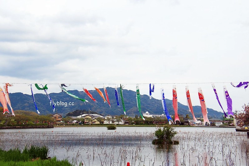【日本靜岡】藤枝蓮華寺池公園~以花、水、鳥為主題的自然公園，有櫻花、荷花、杜鵑和紫藤花&hellip;等不同花卉，分享4/26紫藤花的最新花況 @飛天璇的口袋