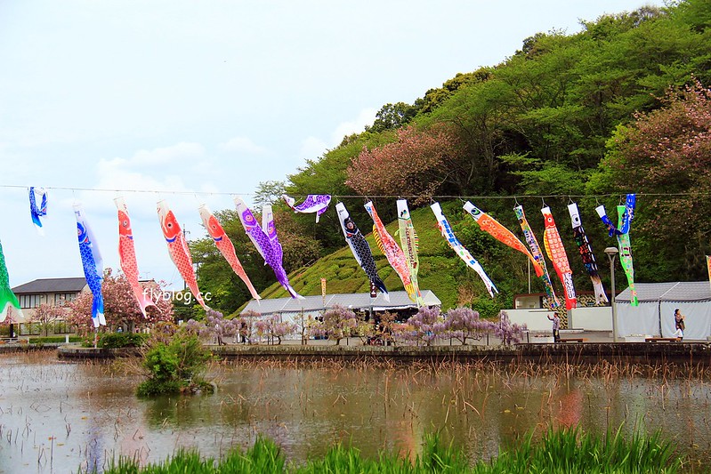 【日本靜岡】藤枝蓮華寺池公園~以花、水、鳥為主題的自然公園，有櫻花、荷花、杜鵑和紫藤花&hellip;等不同花卉，分享4/26紫藤花的最新花況 @飛天璇的口袋