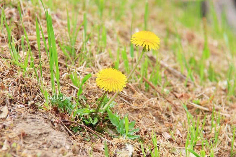 【日本靜岡】藤枝蓮華寺池公園~以花、水、鳥為主題的自然公園，有櫻花、荷花、杜鵑和紫藤花&hellip;等不同花卉，分享4/26紫藤花的最新花況 @飛天璇的口袋