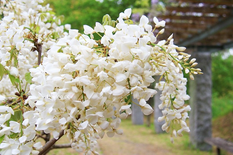 【日本靜岡】藤枝蓮華寺池公園~以花、水、鳥為主題的自然公園，有櫻花、荷花、杜鵑和紫藤花&hellip;等不同花卉，分享4/26紫藤花的最新花況 @飛天璇的口袋