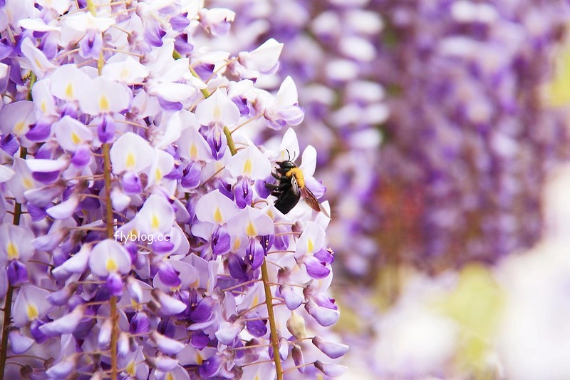 【日本靜岡】藤枝蓮華寺池公園~以花、水、鳥為主題的自然公園，有櫻花、荷花、杜鵑和紫藤花&hellip;等不同花卉，分享4/26紫藤花的最新花況 @飛天璇的口袋