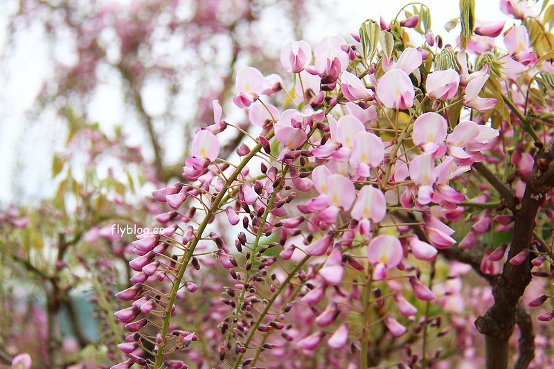【日本靜岡】藤枝蓮華寺池公園~以花、水、鳥為主題的自然公園，有櫻花、荷花、杜鵑和紫藤花&hellip;等不同花卉，分享4/26紫藤花的最新花況 @飛天璇的口袋