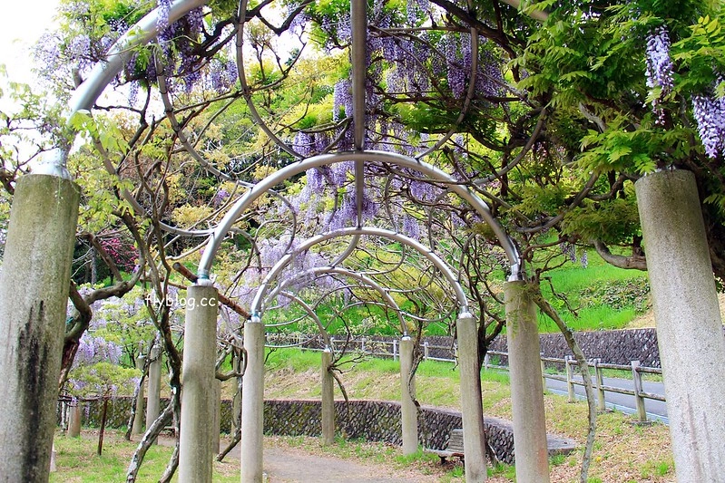 【日本靜岡】藤枝蓮華寺池公園~以花、水、鳥為主題的自然公園，有櫻花、荷花、杜鵑和紫藤花&hellip;等不同花卉，分享4/26紫藤花的最新花況 @飛天璇的口袋