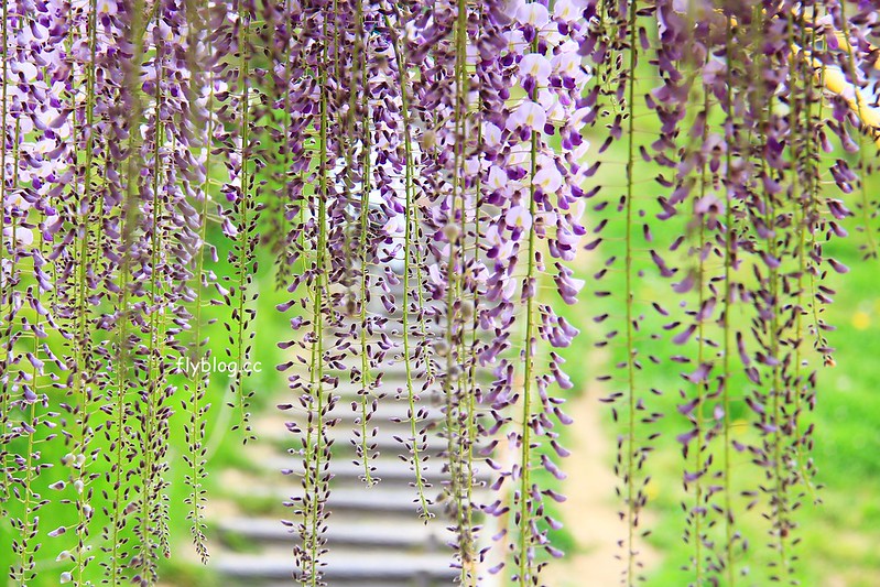 【日本靜岡】藤枝蓮華寺池公園~以花、水、鳥為主題的自然公園，有櫻花、荷花、杜鵑和紫藤花&hellip;等不同花卉，分享4/26紫藤花的最新花況 @飛天璇的口袋