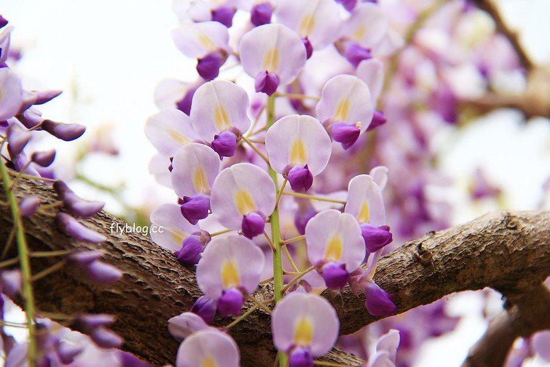 【日本靜岡】藤枝蓮華寺池公園~以花、水、鳥為主題的自然公園，有櫻花、荷花、杜鵑和紫藤花&hellip;等不同花卉，分享4/26紫藤花的最新花況 @飛天璇的口袋