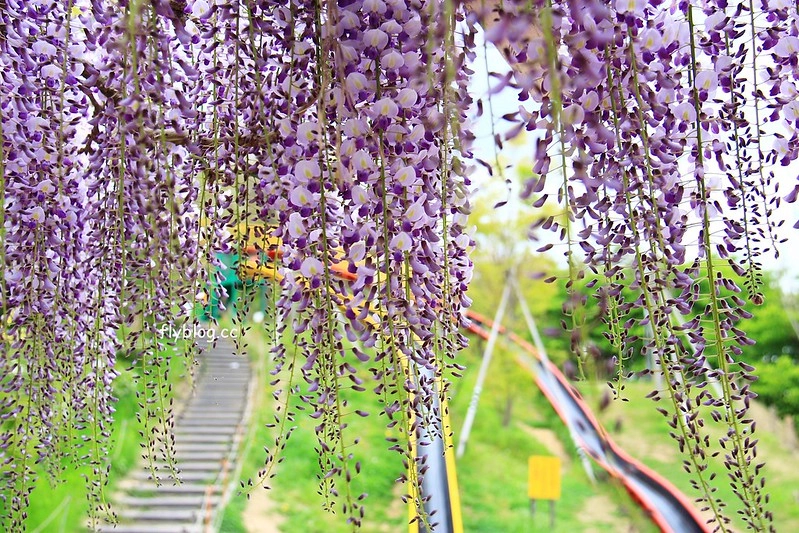 【日本靜岡】藤枝蓮華寺池公園~以花、水、鳥為主題的自然公園，有櫻花、荷花、杜鵑和紫藤花&hellip;等不同花卉，分享4/26紫藤花的最新花況 @飛天璇的口袋