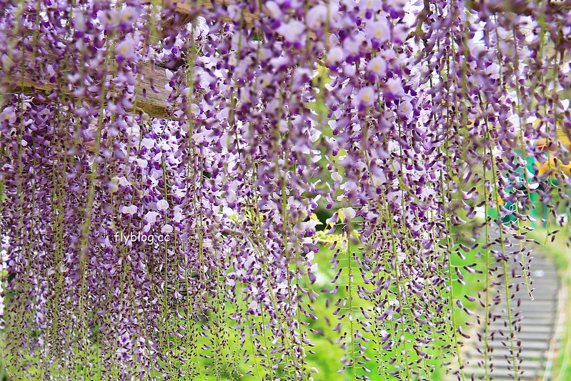 【日本靜岡】藤枝蓮華寺池公園~以花、水、鳥為主題的自然公園，有櫻花、荷花、杜鵑和紫藤花&hellip;等不同花卉，分享4/26紫藤花的最新花況 @飛天璇的口袋