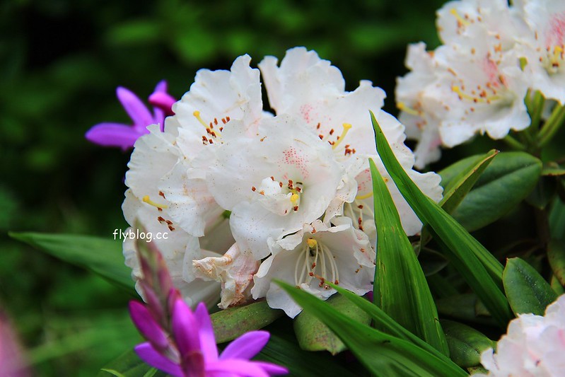 【日本靜岡】藤枝蓮華寺池公園~以花、水、鳥為主題的自然公園，有櫻花、荷花、杜鵑和紫藤花&hellip;等不同花卉，分享4/26紫藤花的最新花況 @飛天璇的口袋