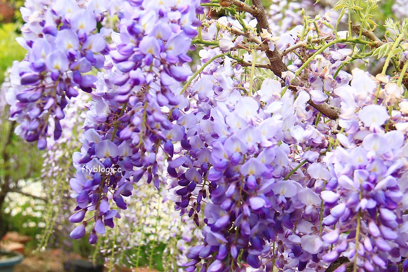 【日本靜岡】藤枝蓮華寺池公園~以花、水、鳥為主題的自然公園，有櫻花、荷花、杜鵑和紫藤花&hellip;等不同花卉，分享4/26紫藤花的最新花況 @飛天璇的口袋