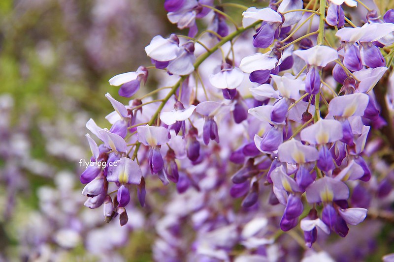 【日本靜岡】藤枝蓮華寺池公園~以花、水、鳥為主題的自然公園，有櫻花、荷花、杜鵑和紫藤花&hellip;等不同花卉，分享4/26紫藤花的最新花況 @飛天璇的口袋