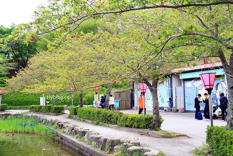 【日本靜岡】藤枝蓮華寺池公園~以花、水、鳥為主題的自然公園，有櫻花、荷花、杜鵑和紫藤花&hellip;等不同花卉，分享4/26紫藤花的最新花況 @飛天璇的口袋