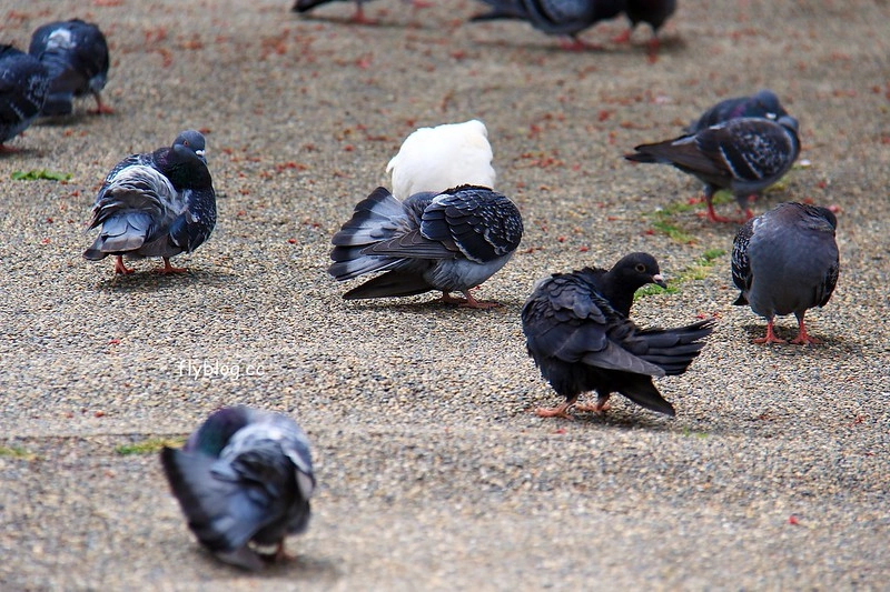 【日本靜岡】藤枝蓮華寺池公園~以花、水、鳥為主題的自然公園，有櫻花、荷花、杜鵑和紫藤花&hellip;等不同花卉，分享4/26紫藤花的最新花況 @飛天璇的口袋