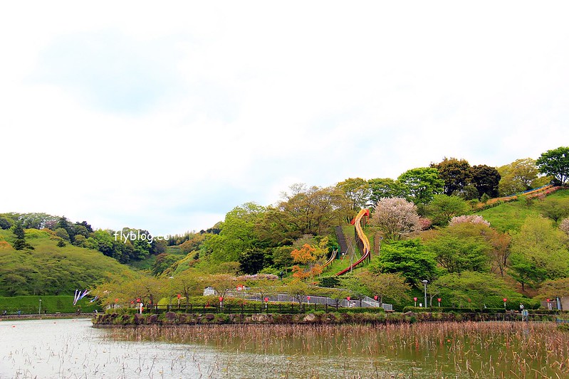 【日本靜岡】藤枝蓮華寺池公園~以花、水、鳥為主題的自然公園，有櫻花、荷花、杜鵑和紫藤花&hellip;等不同花卉，分享4/26紫藤花的最新花況 @飛天璇的口袋