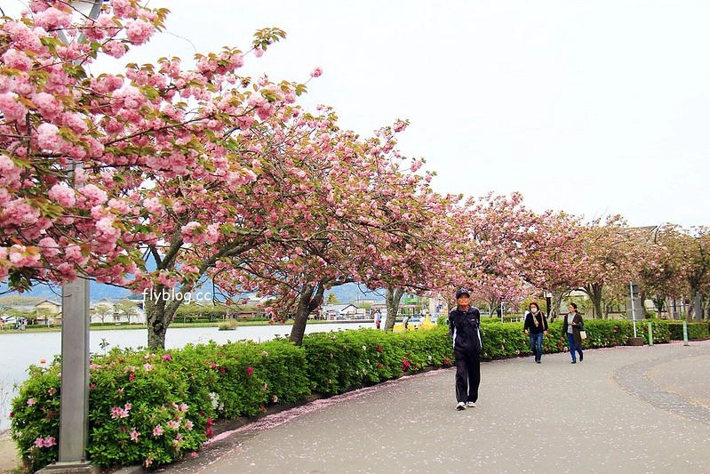 【日本靜岡】藤枝蓮華寺池公園~以花、水、鳥為主題的自然公園，有櫻花、荷花、杜鵑和紫藤花&hellip;等不同花卉，分享4/26紫藤花的最新花況 @飛天璇的口袋