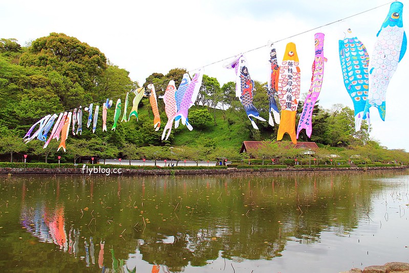 【日本靜岡】藤枝蓮華寺池公園~以花、水、鳥為主題的自然公園，有櫻花、荷花、杜鵑和紫藤花&hellip;等不同花卉，分享4/26紫藤花的最新花況 @飛天璇的口袋