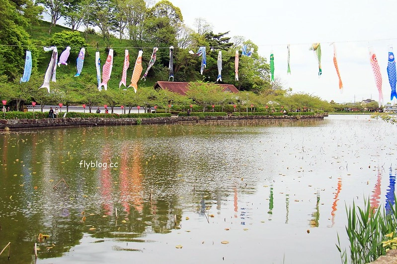 【日本靜岡】藤枝蓮華寺池公園~以花、水、鳥為主題的自然公園，有櫻花、荷花、杜鵑和紫藤花&hellip;等不同花卉，分享4/26紫藤花的最新花況 @飛天璇的口袋