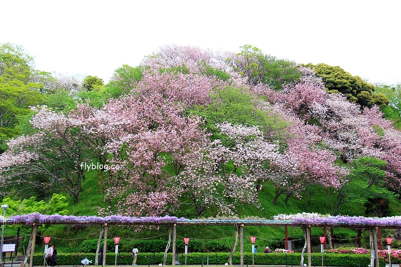 【日本靜岡】藤枝蓮華寺池公園~以花、水、鳥為主題的自然公園，有櫻花、荷花、杜鵑和紫藤花&hellip;等不同花卉，分享4/26紫藤花的最新花況 @飛天璇的口袋