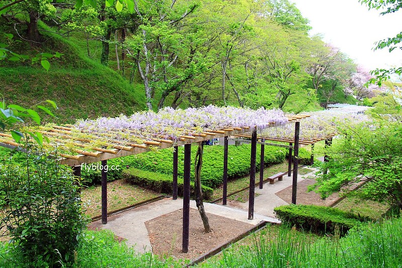 【日本靜岡】藤枝蓮華寺池公園~以花、水、鳥為主題的自然公園，有櫻花、荷花、杜鵑和紫藤花&hellip;等不同花卉，分享4/26紫藤花的最新花況 @飛天璇的口袋