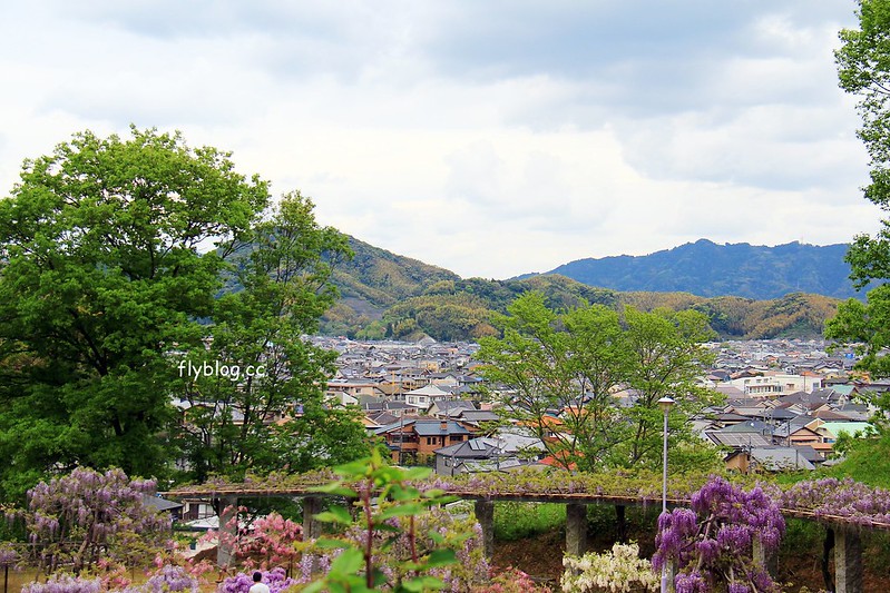 【日本靜岡】藤枝蓮華寺池公園~以花、水、鳥為主題的自然公園，有櫻花、荷花、杜鵑和紫藤花&hellip;等不同花卉，分享4/26紫藤花的最新花況 @飛天璇的口袋