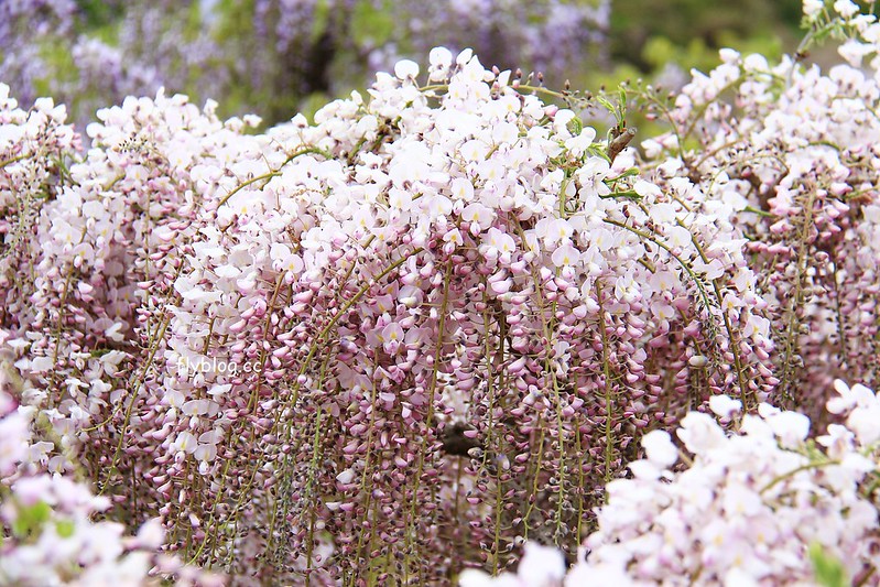 【日本靜岡】藤枝蓮華寺池公園~以花、水、鳥為主題的自然公園，有櫻花、荷花、杜鵑和紫藤花&hellip;等不同花卉，分享4/26紫藤花的最新花況 @飛天璇的口袋