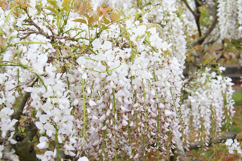 【日本靜岡】藤枝蓮華寺池公園~以花、水、鳥為主題的自然公園，有櫻花、荷花、杜鵑和紫藤花&hellip;等不同花卉，分享4/26紫藤花的最新花況 @飛天璇的口袋