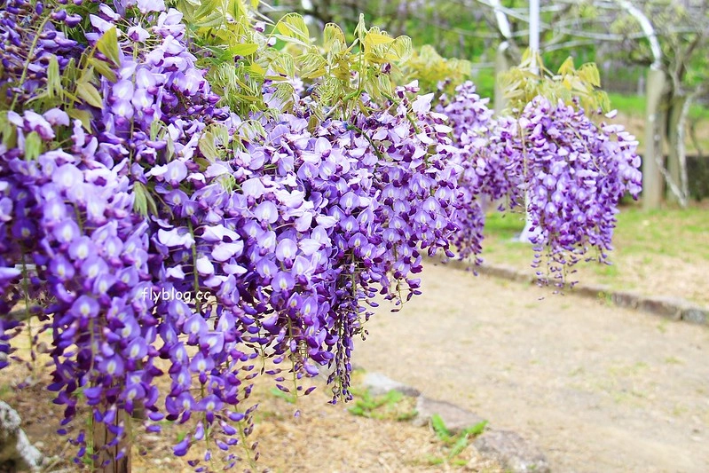 【日本靜岡】藤枝蓮華寺池公園~以花、水、鳥為主題的自然公園，有櫻花、荷花、杜鵑和紫藤花&hellip;等不同花卉，分享4/26紫藤花的最新花況 @飛天璇的口袋