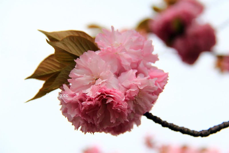 【日本靜岡】藤枝蓮華寺池公園~以花、水、鳥為主題的自然公園，有櫻花、荷花、杜鵑和紫藤花&hellip;等不同花卉，分享4/26紫藤花的最新花況 @飛天璇的口袋
