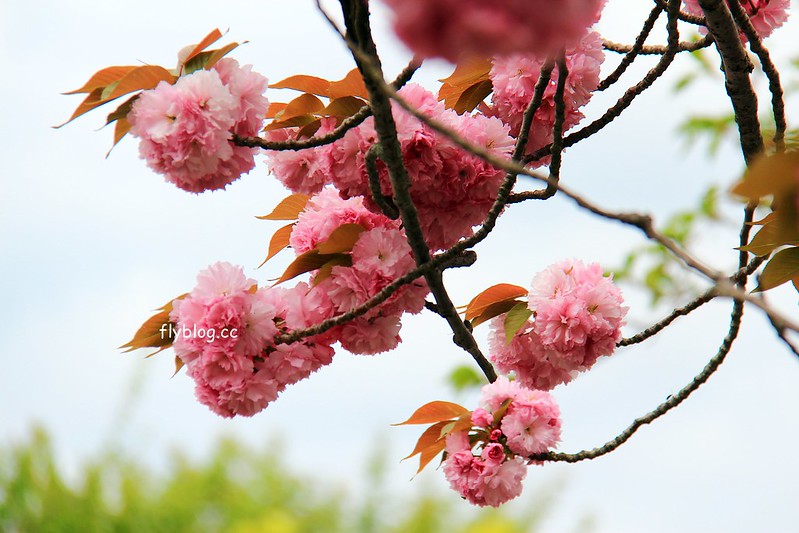 【日本靜岡】藤枝蓮華寺池公園~以花、水、鳥為主題的自然公園，有櫻花、荷花、杜鵑和紫藤花&hellip;等不同花卉，分享4/26紫藤花的最新花況 @飛天璇的口袋