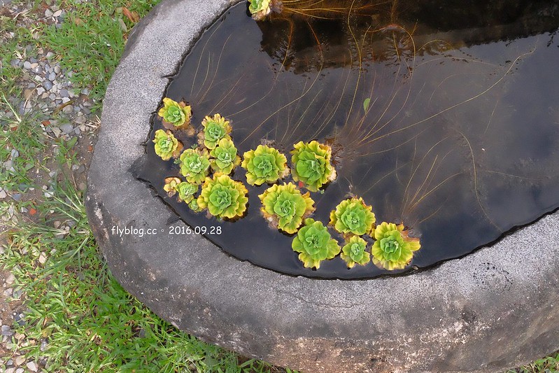 嘉義東區｜森咖啡．Morikoohii：漫步檜意森活村，淡淡的日式氛圍，享受悠閒的下午茶 @飛天璇的口袋