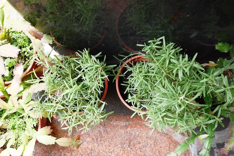 台中南屯｜Nest Kitchen．餐點很有溫度也很有質感，近期很喜歡的義式餐廳 @飛天璇的口袋