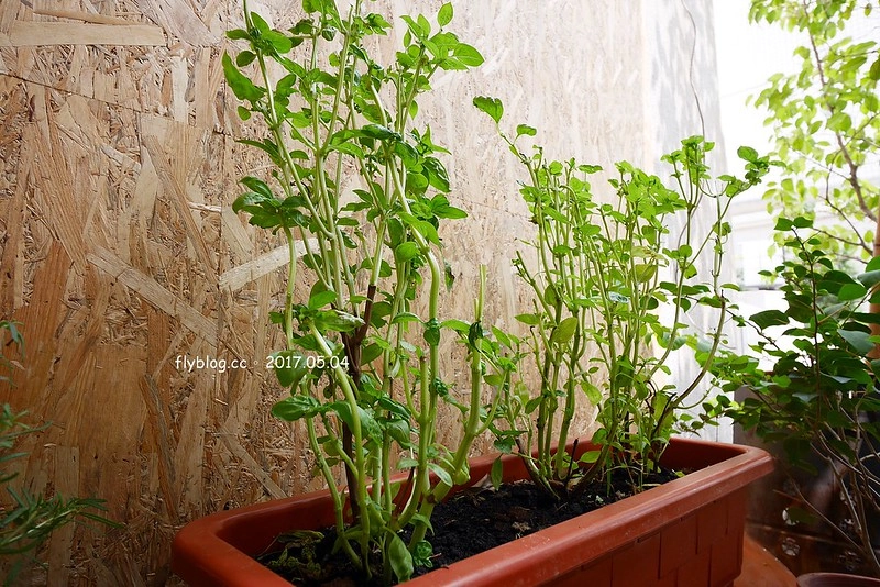 台中南屯｜Nest Kitchen．餐點很有溫度也很有質感，近期很喜歡的義式餐廳 @飛天璇的口袋