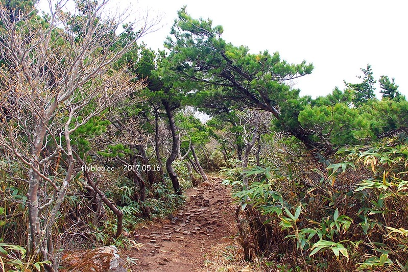 福島五天四夜自駕┃安達太良山：搭乘纜車欣賞日本百座名山，5/13~6/4期間長達1500公尺的百萬登海，春綠、秋楓、冬雪&hellip;一年四季不同美景 @飛天璇的口袋