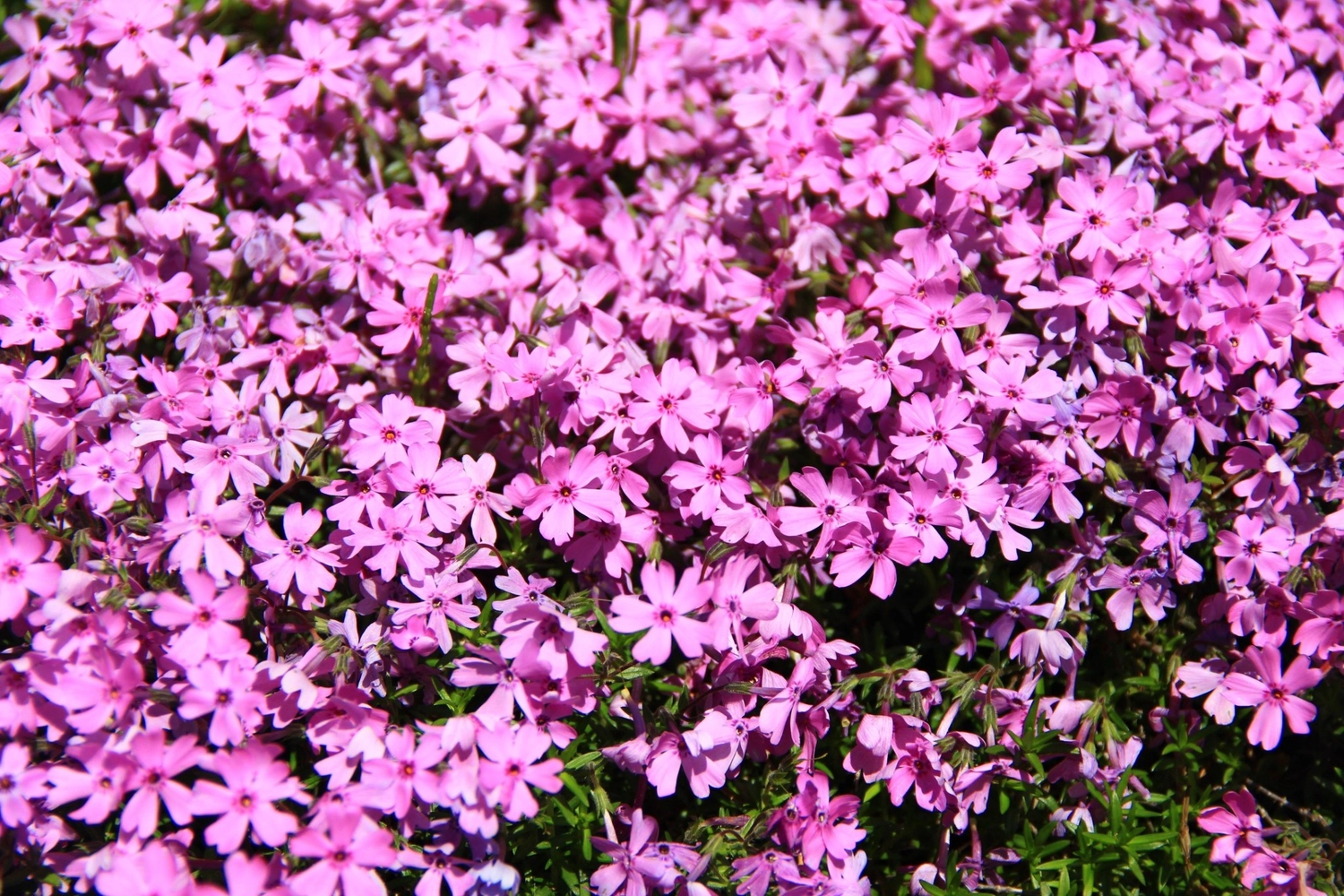 日本福島｜豬苗代湖．有天鏡湖別稱的絕美湖泊，日本第四大湖透明度全日本第三 @飛天璇的口袋