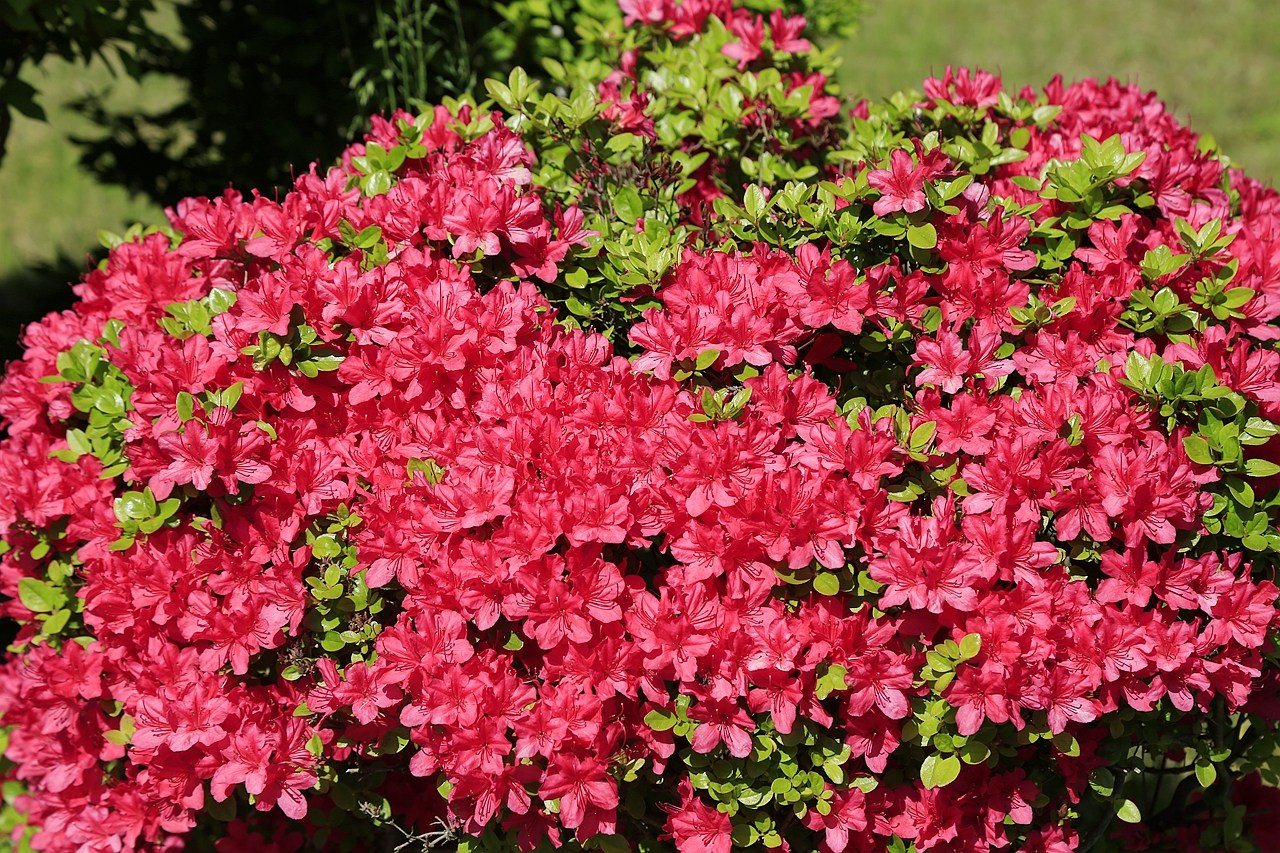 日本福島｜茶室麟閣．會津若松城旁，楓葉紅時巧遇紫藤花與櫻花 @飛天璇的口袋