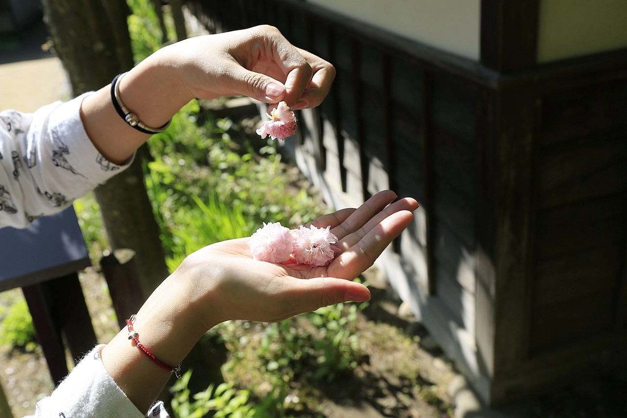 日本福島｜茶室麟閣．會津若松城旁，楓葉紅時巧遇紫藤花與櫻花 @飛天璇的口袋
