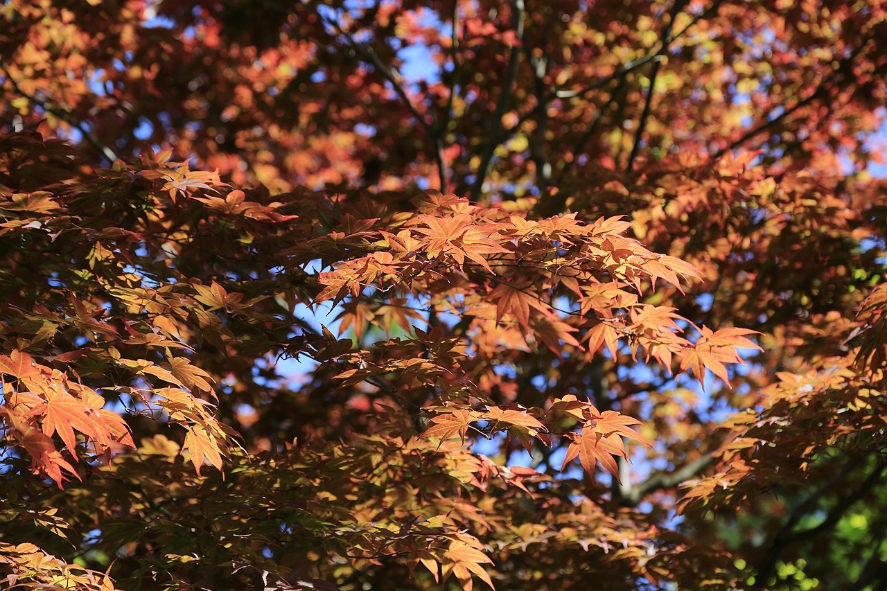 日本福島｜茶室麟閣．會津若松城旁，楓葉紅時巧遇紫藤花與櫻花 @飛天璇的口袋